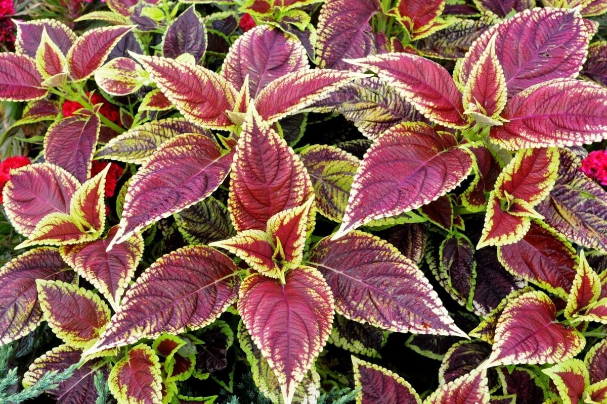 Coleus