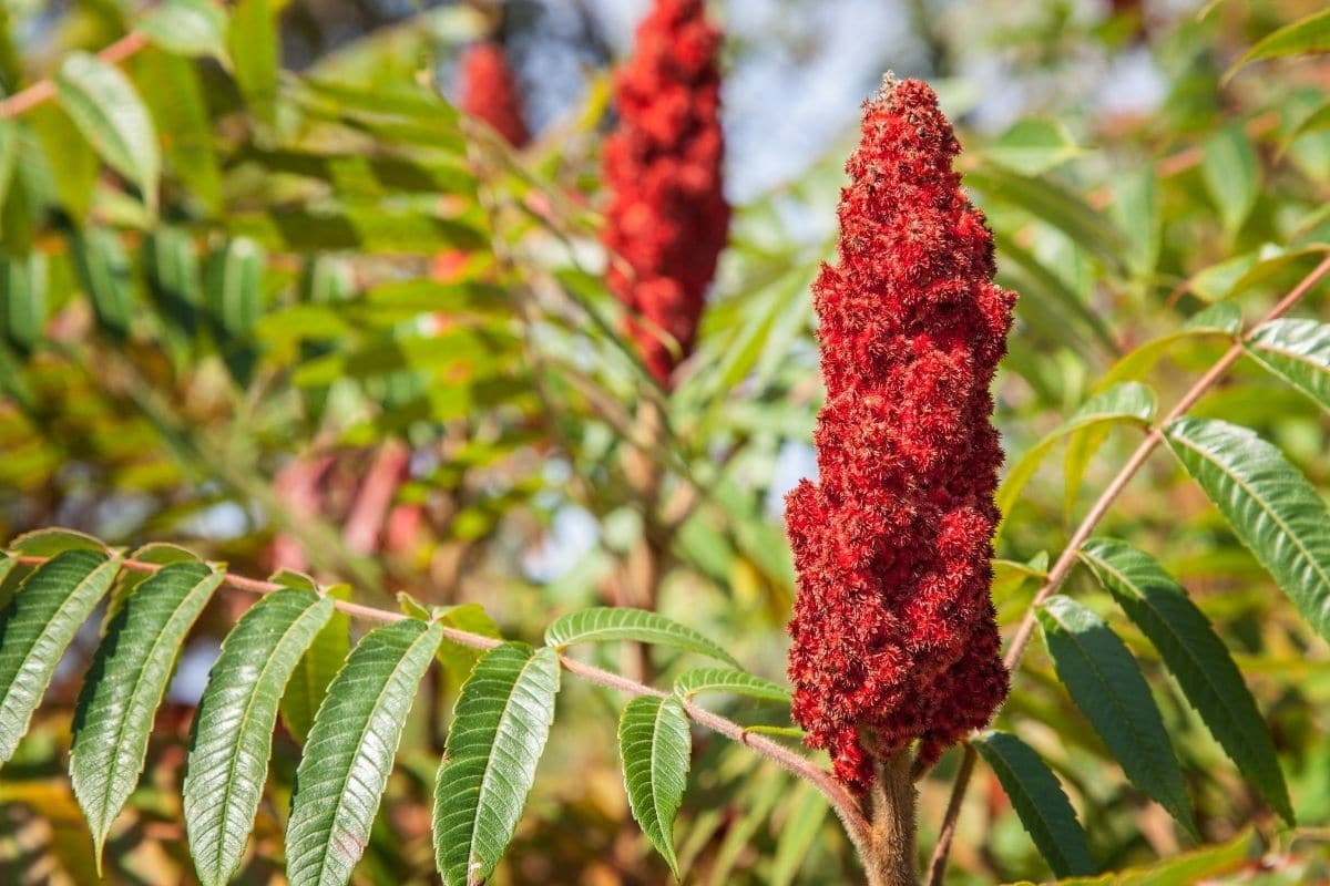 Sumac