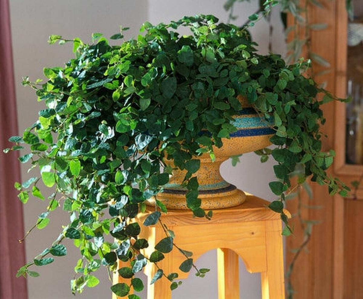 Fiddle Leaf Fig