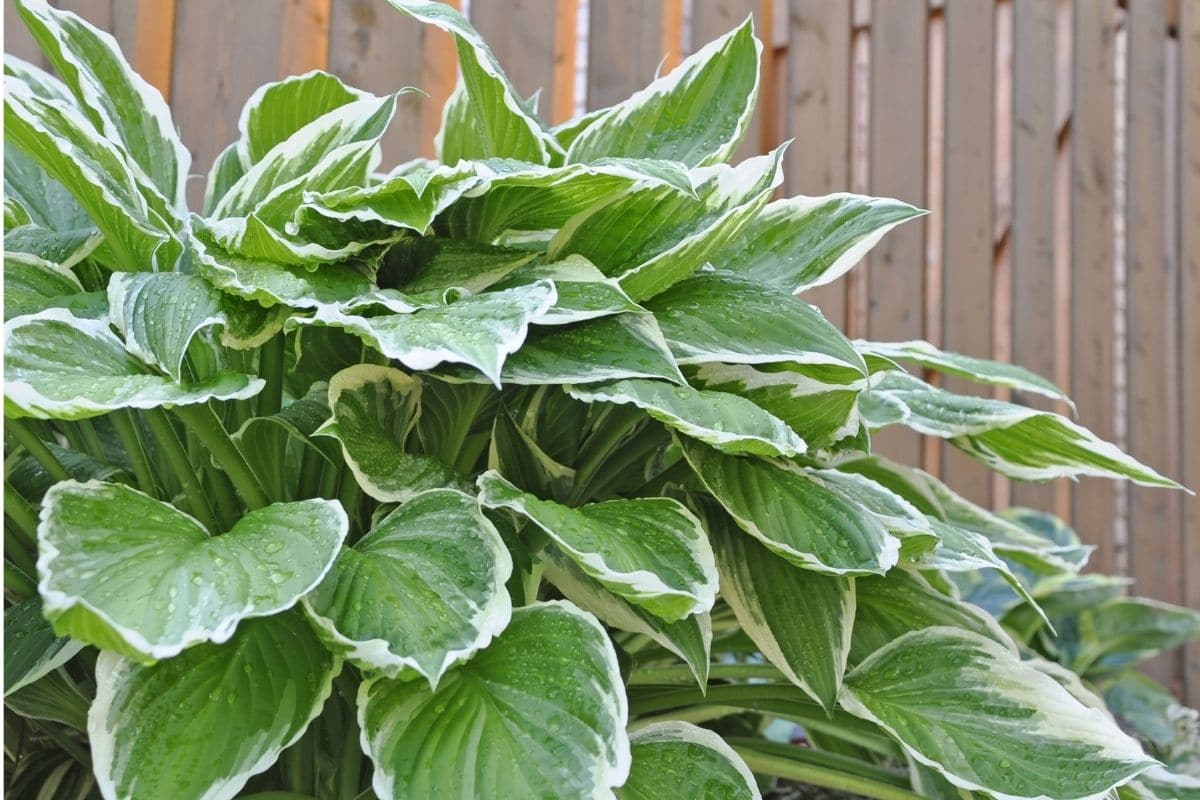 Hosta