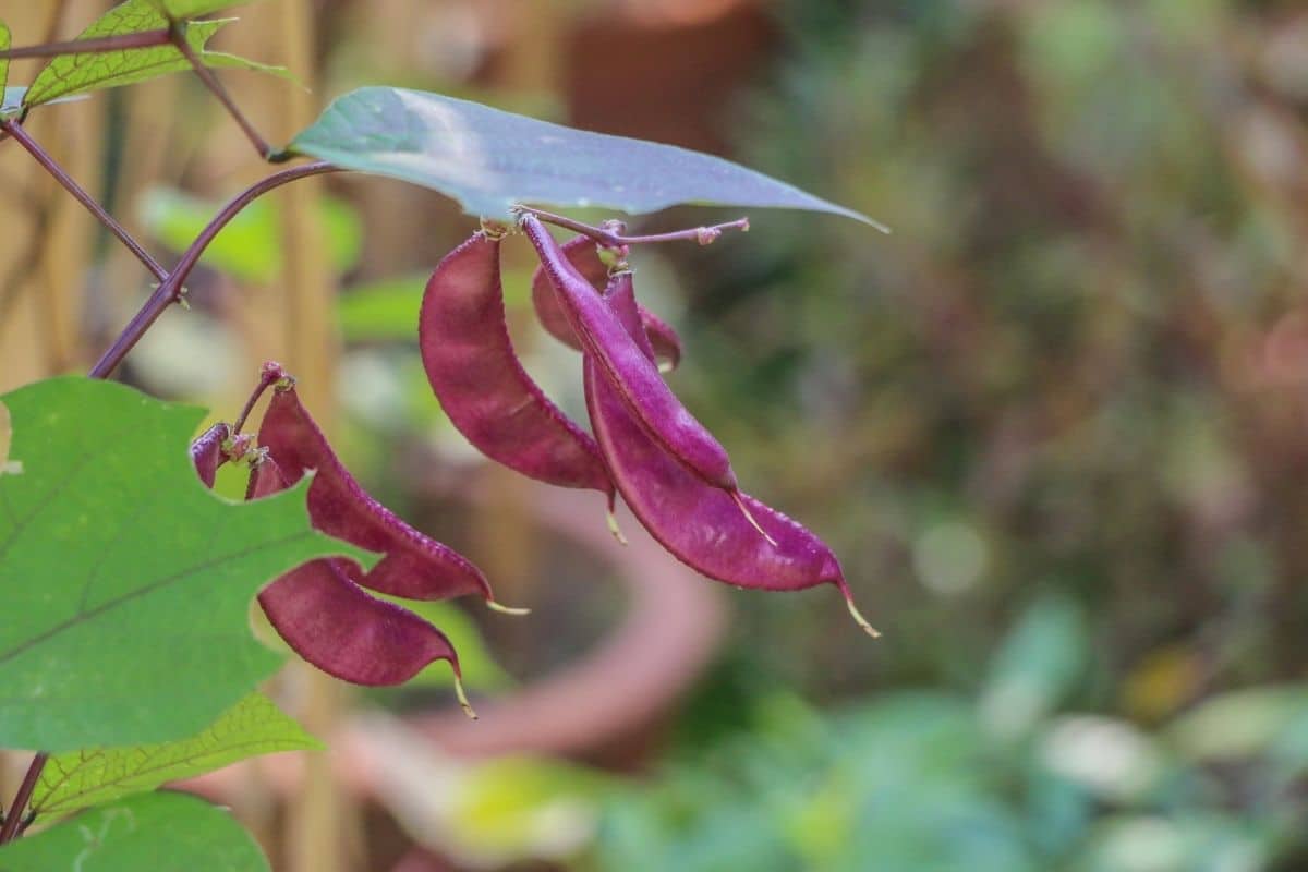 Hyacinth Bean Vine