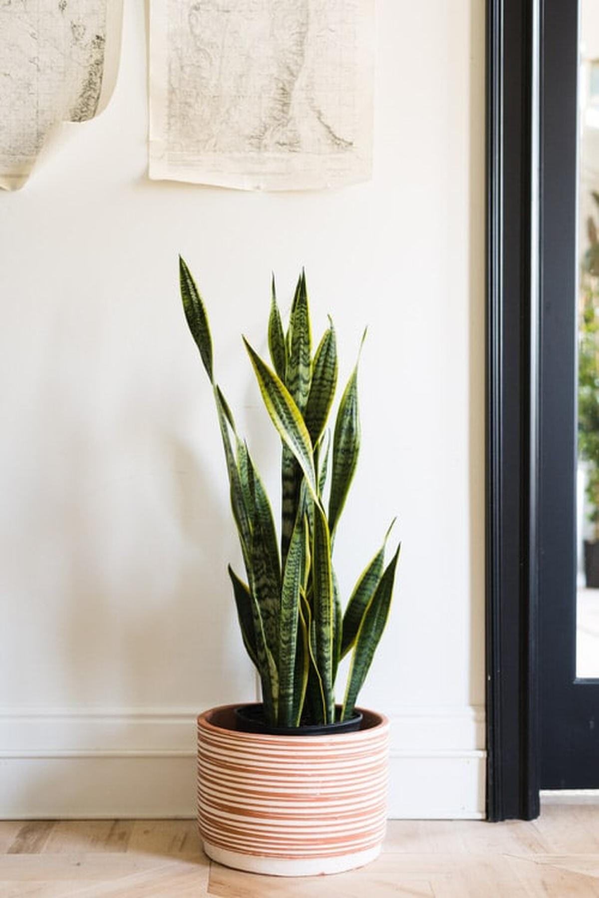Spider Plant