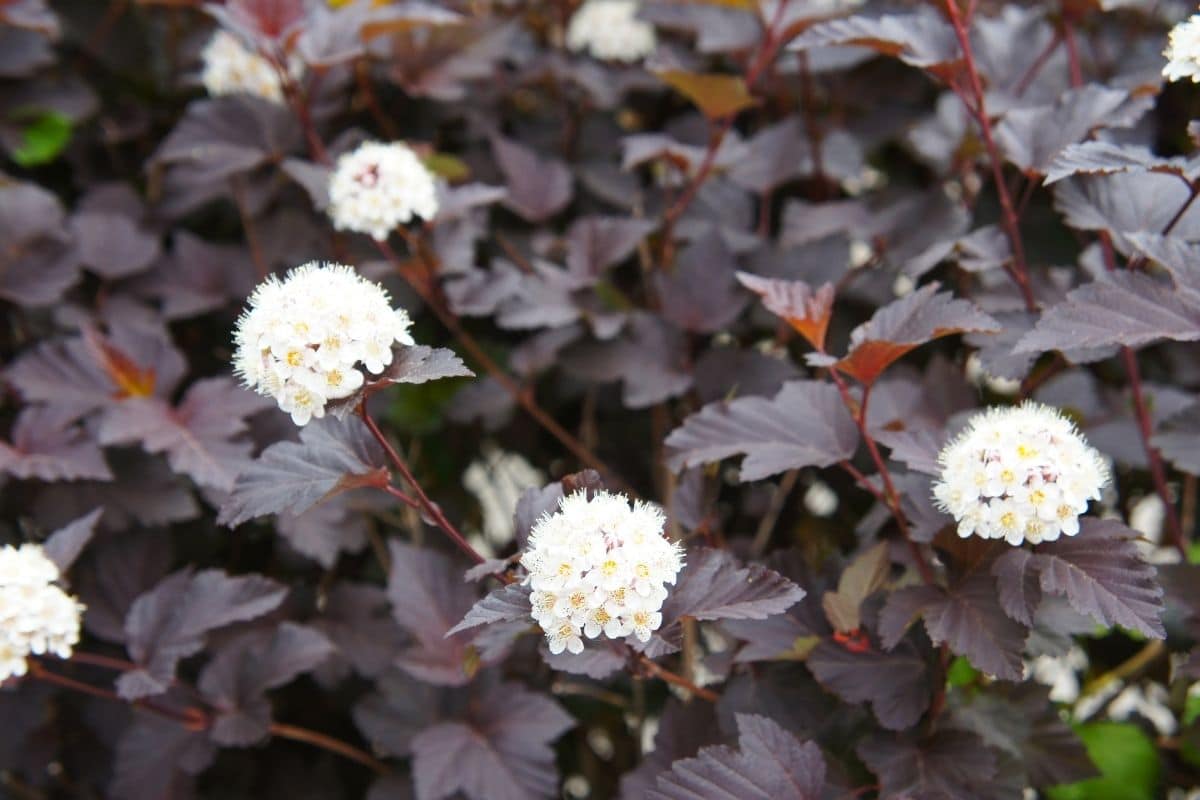 Ninebark