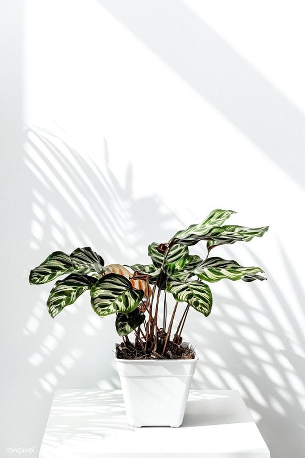Pothos