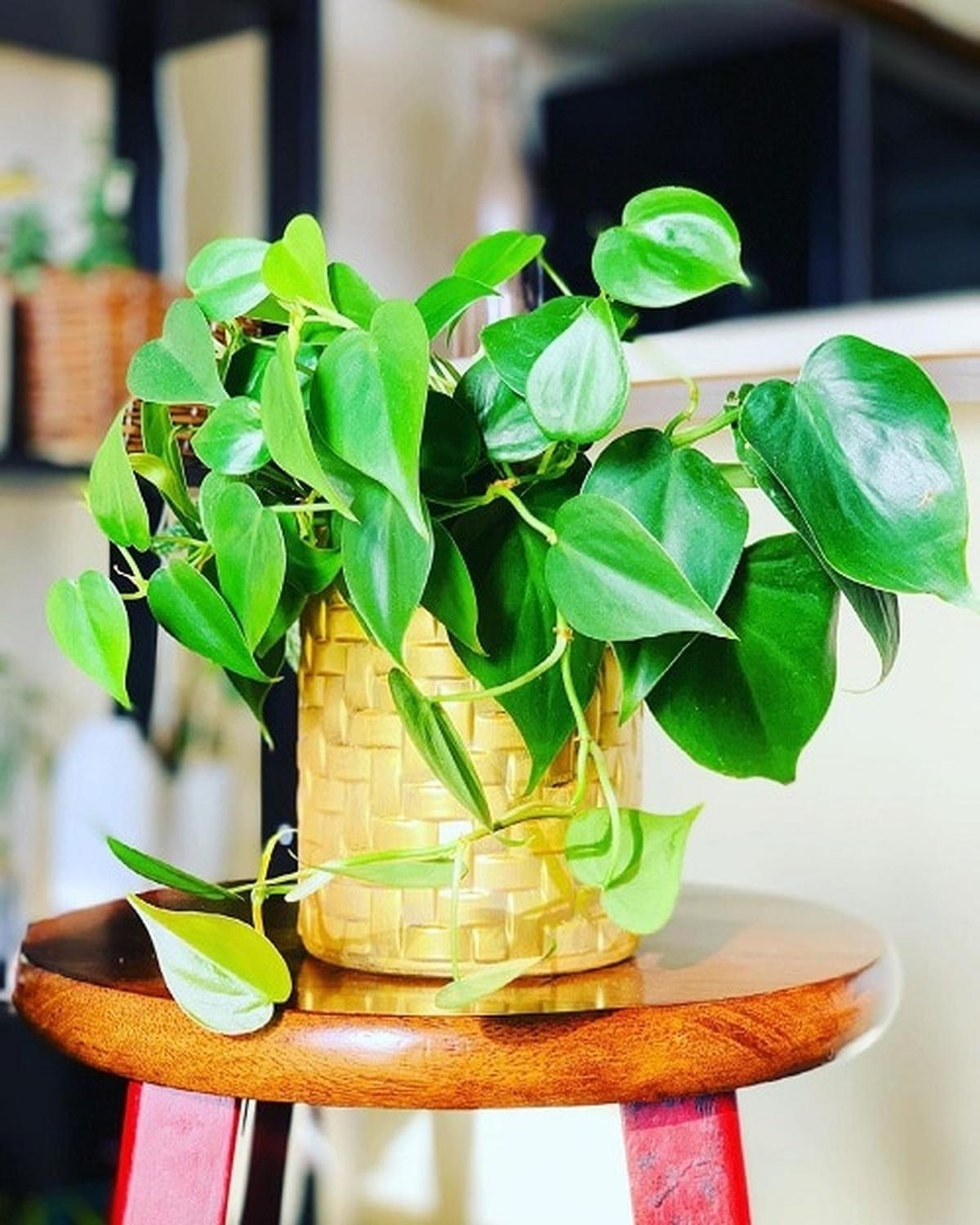 Peace Lily Overview