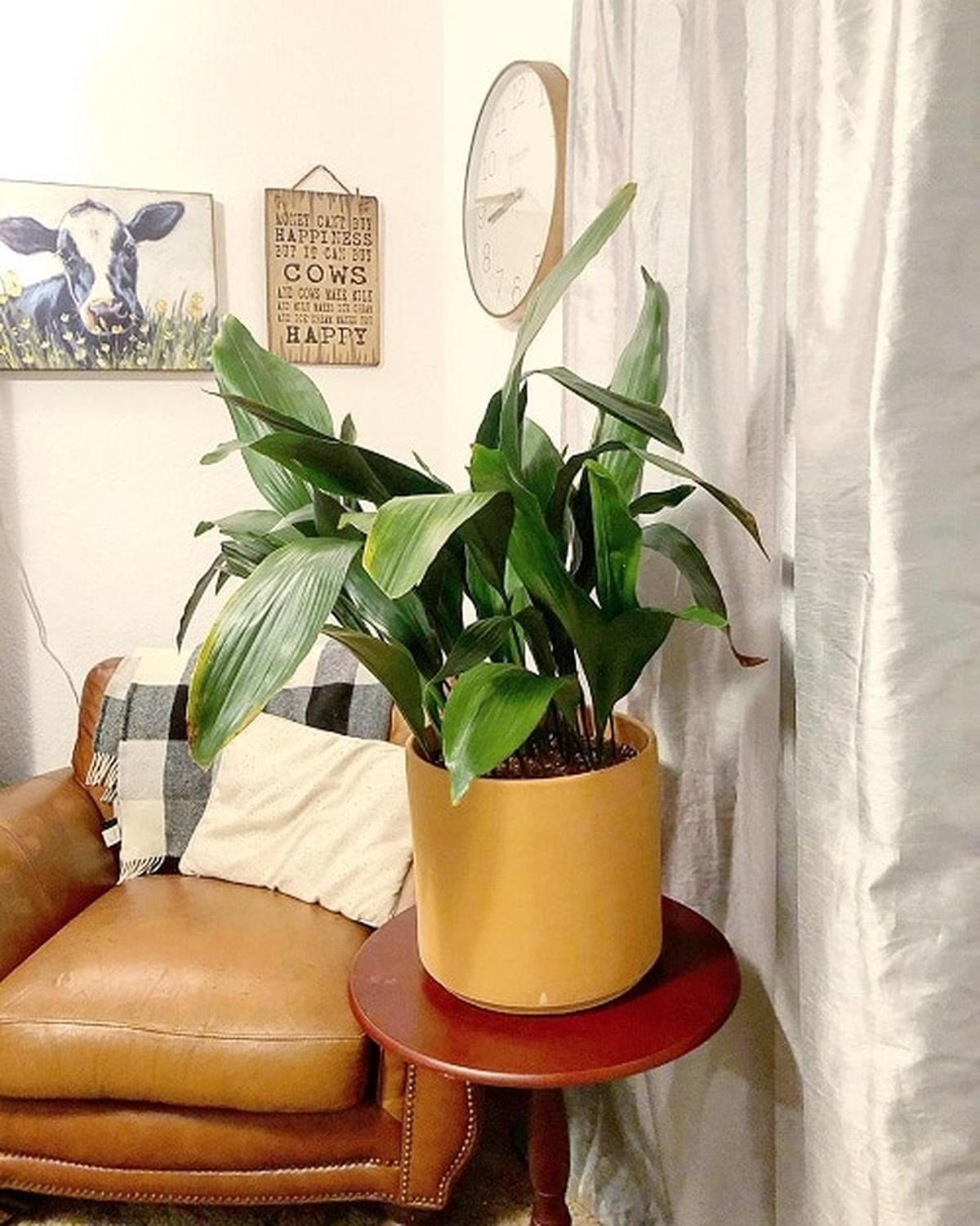Rubber Plant Overview