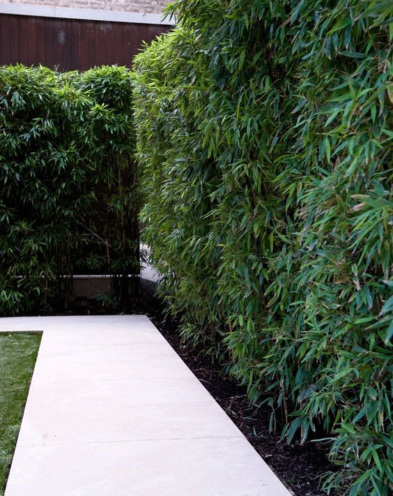 Bamboo Privacy Fence
