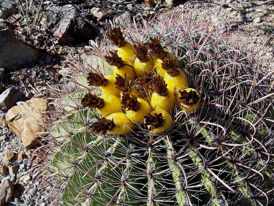 Barrel Cactus Fruit in Vibrant Yellow