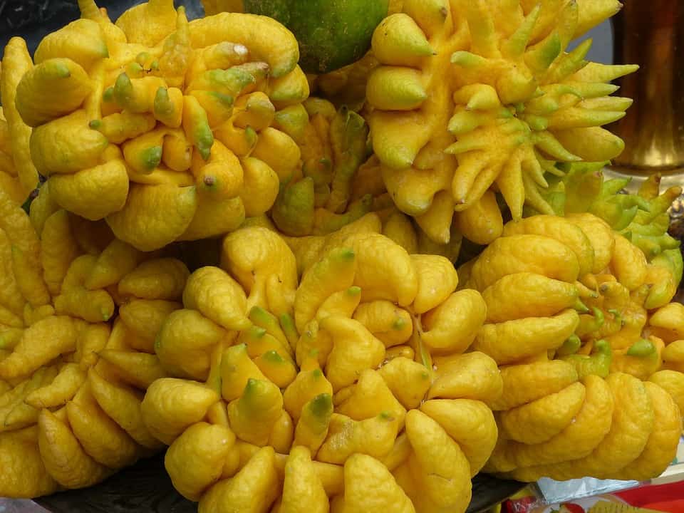 Buddha's Hand Citrus
