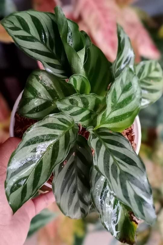 Calathea ‘Freddie’