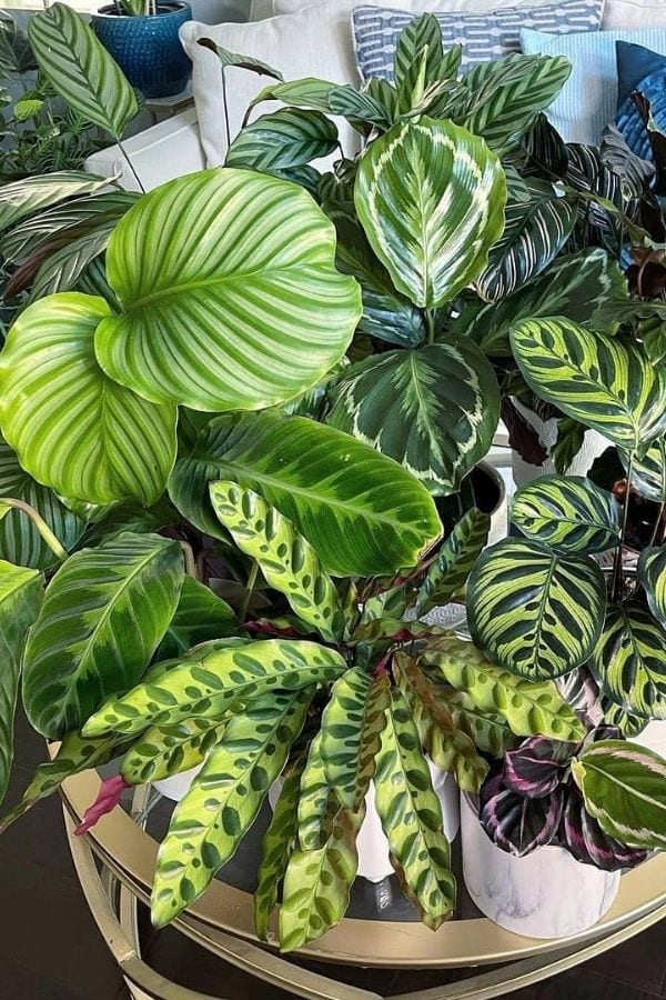 Calathea Overview