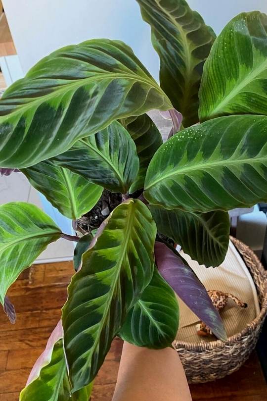 Calathea Warscewiczii