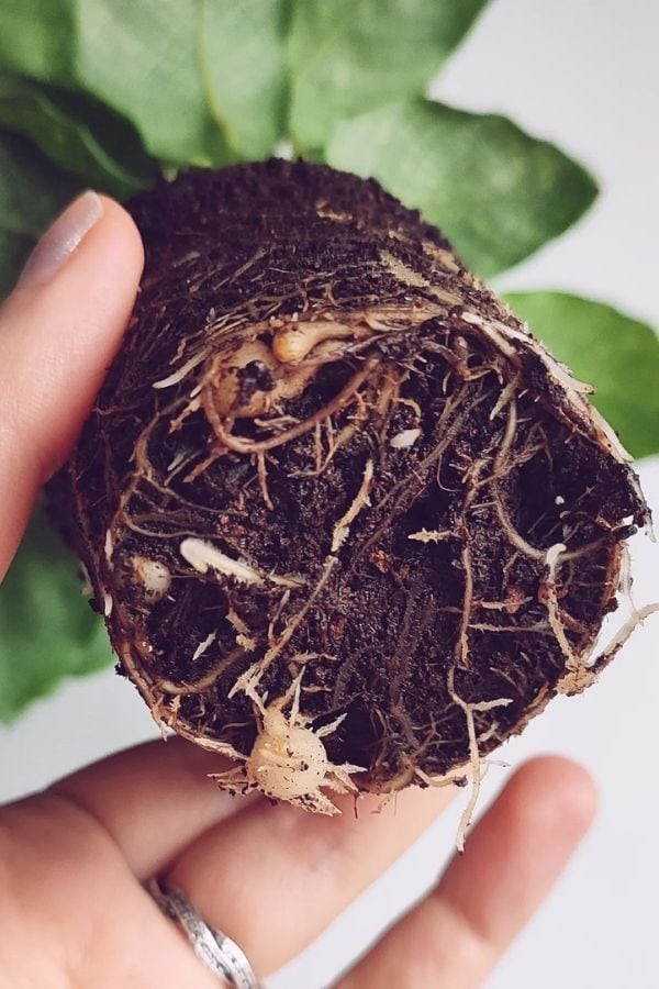 Calatheas Should Be Repotted Every 1-2 Years
