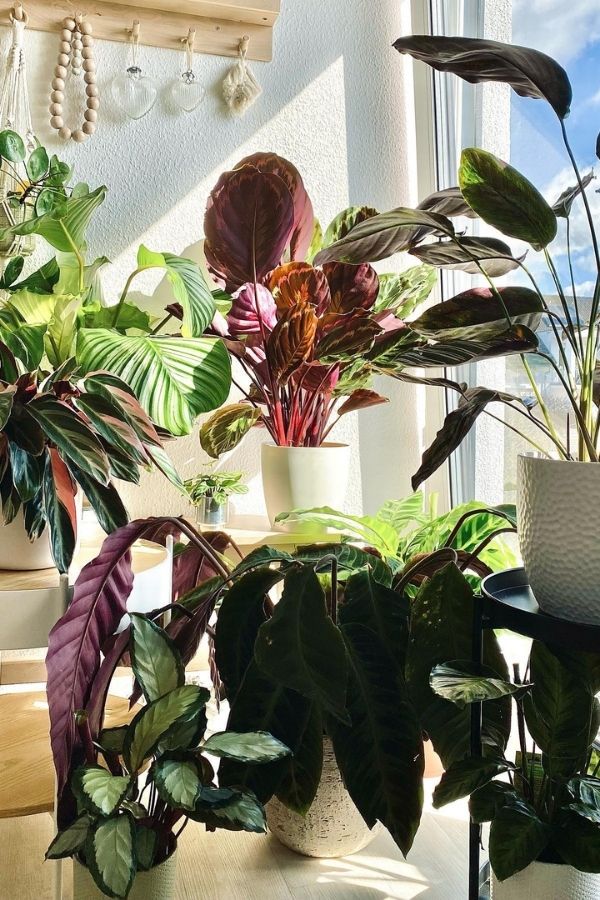 Calatheas Thrive In Medium Indirect Sunlight