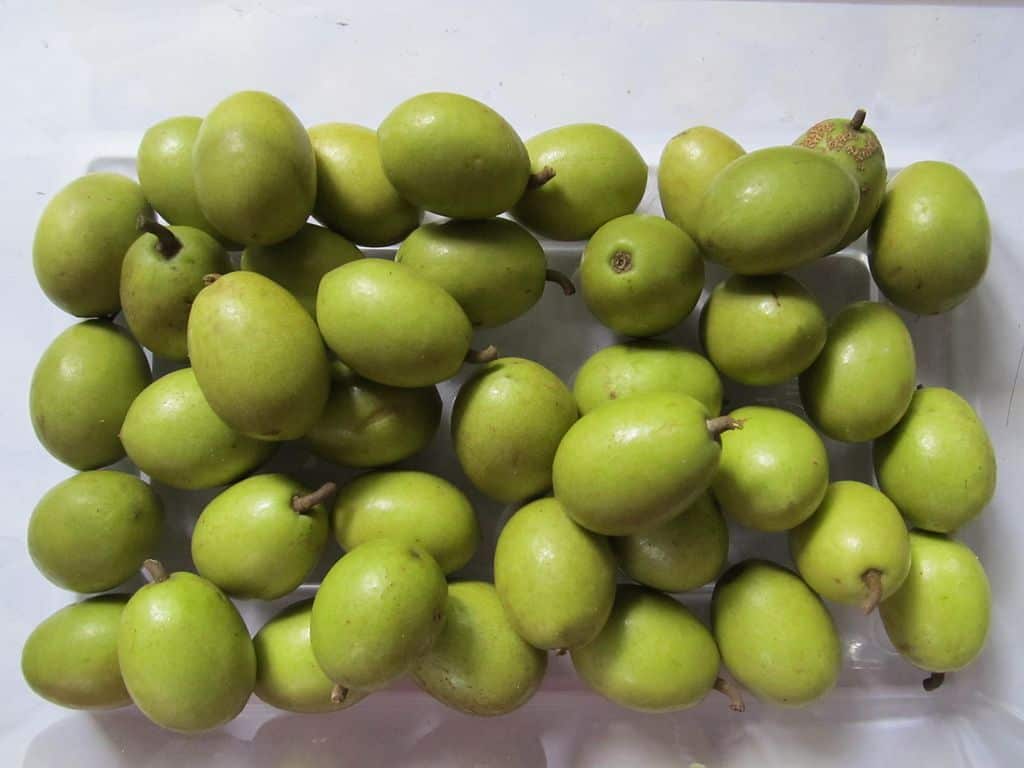 Ceylon Olive with Its Shiny Green Exterior