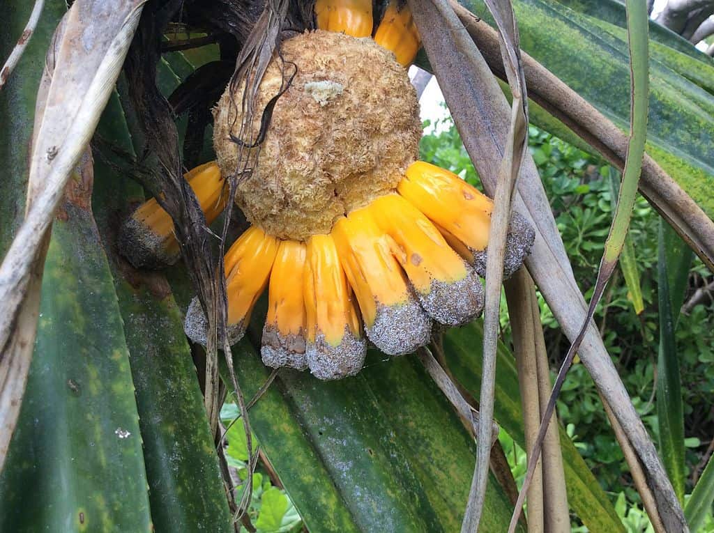 Hala Fruit with Vibrant Orange Clusters