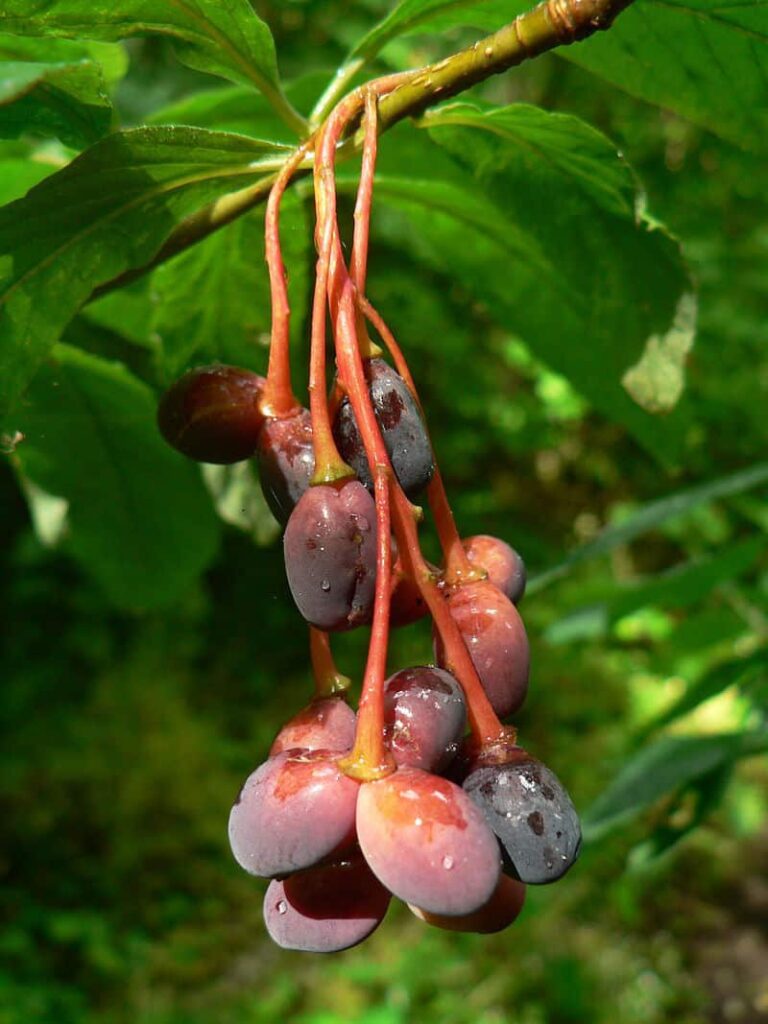 Indian Plum with Its Rustic Green Hues and Compact Form