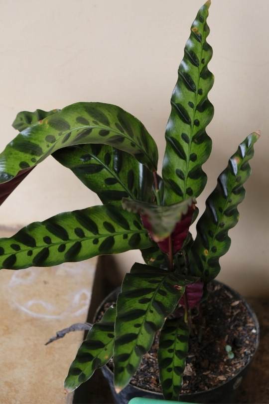Rattlesnake Plant