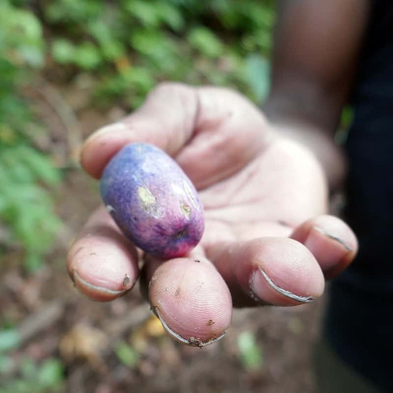 Safou or African Butterfruit with Its Velvety Blue Skin