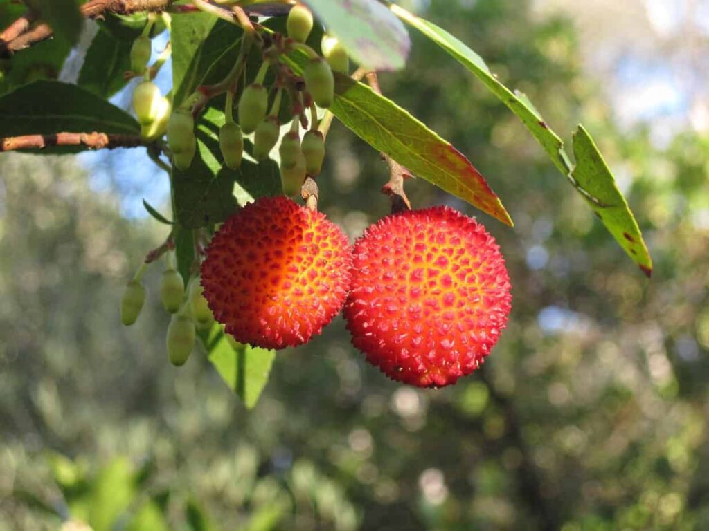 Strawberry Tree Fruit with Its Textured, Globe-Like Shape