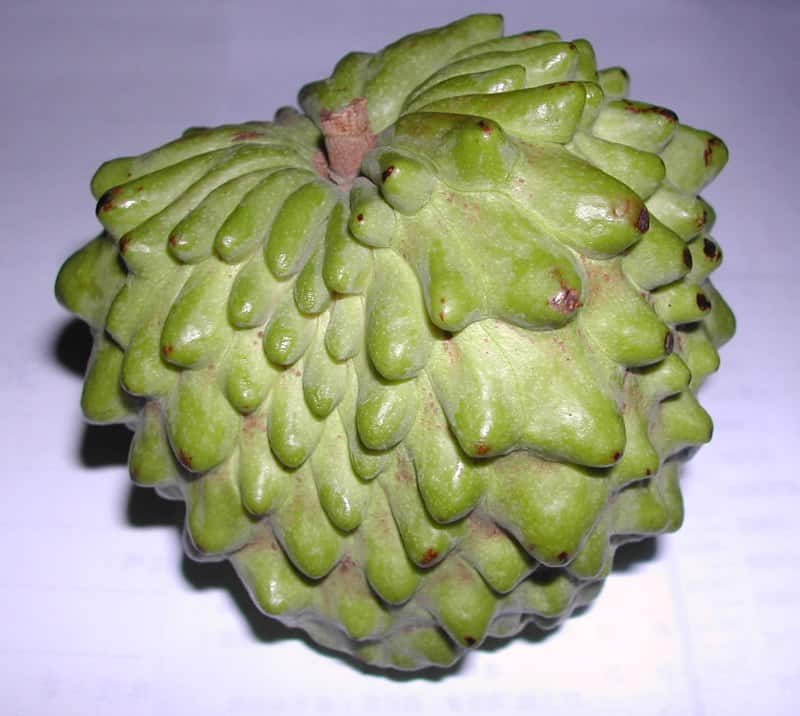 Atemoya, A Hybrid Tropical Fruit