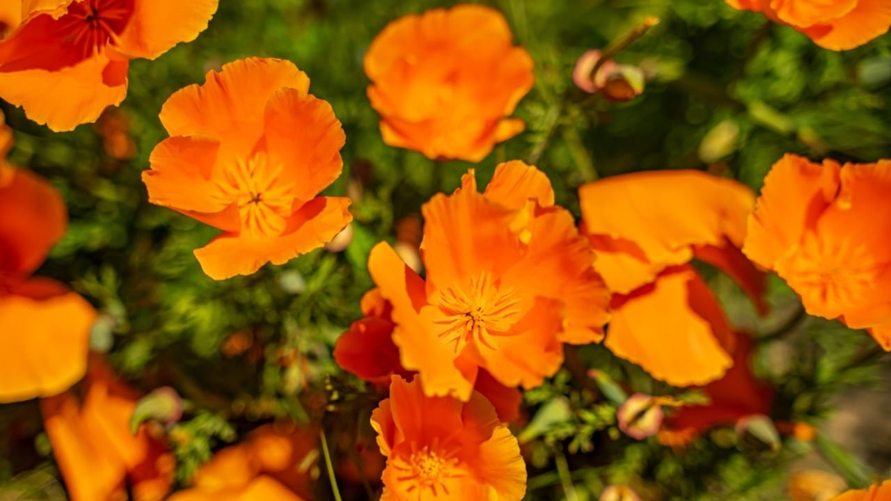 California Poppy