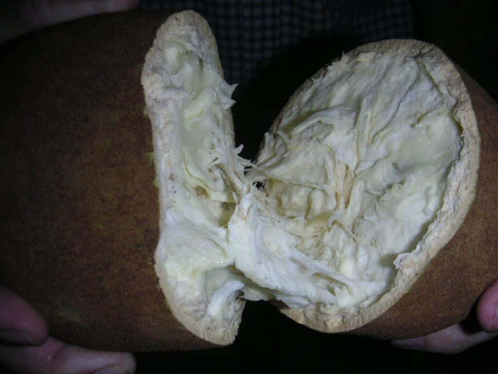 Cupuaçu Tropical Fruit with Velvety Exterior