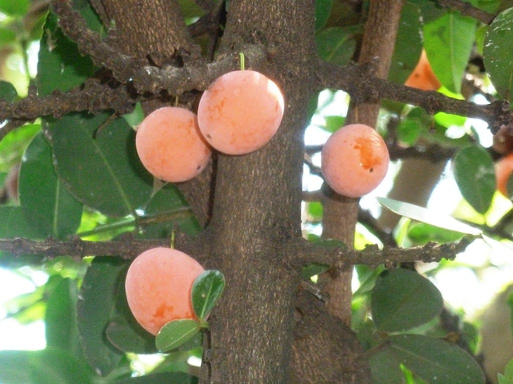 Imbe, Small Tropical Fruit