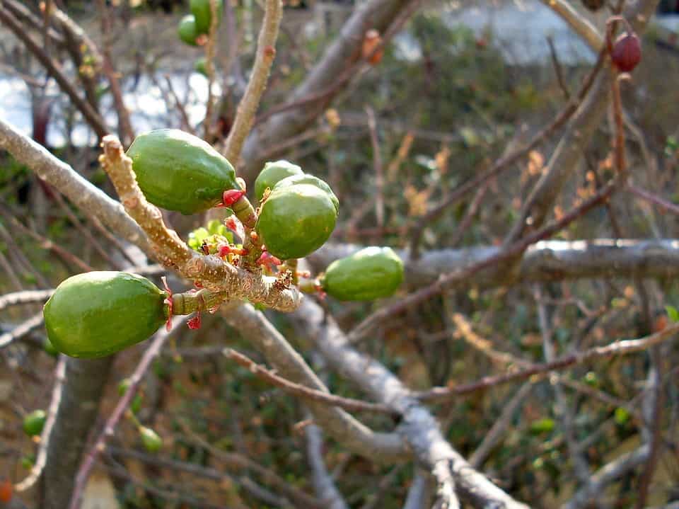 Jocote Tropical Fruit in Vibrant Colors