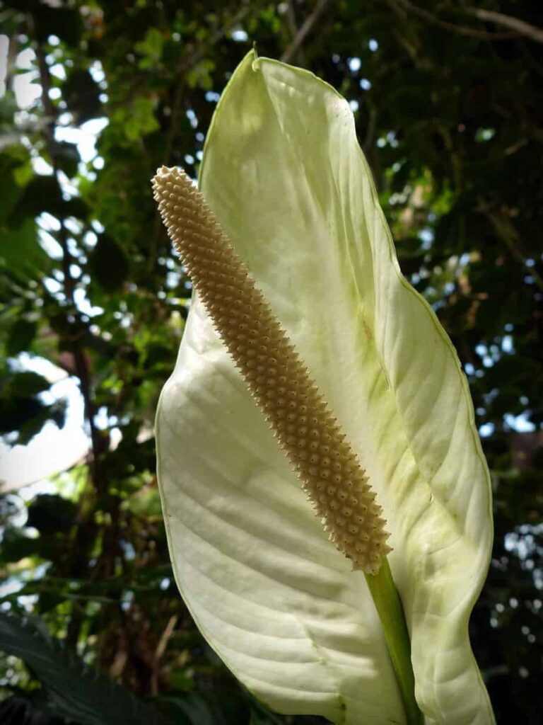 Monstera Deliciosa Fruit