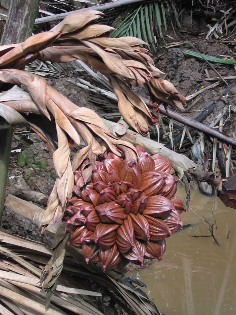 Nipa Palm Fruit in Its Natural Cluster