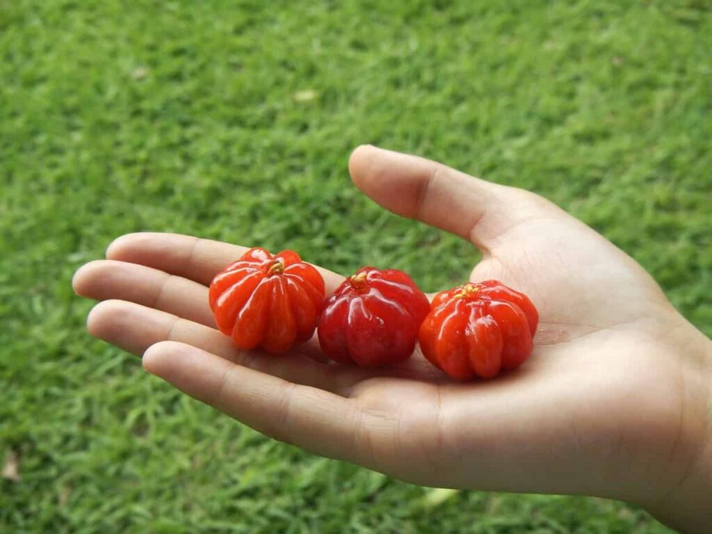 Pitanga or Surinam Cherry with Vibrant Coloration