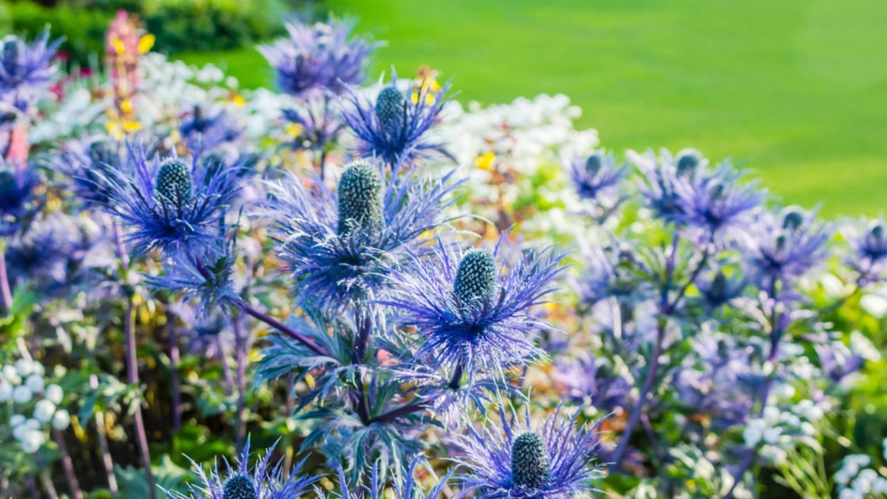 Sea Holly
