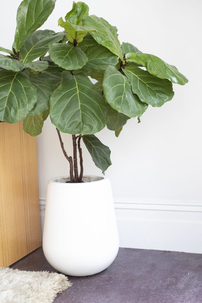Bright and Airy Space with a Fiddle-Leaf Fig