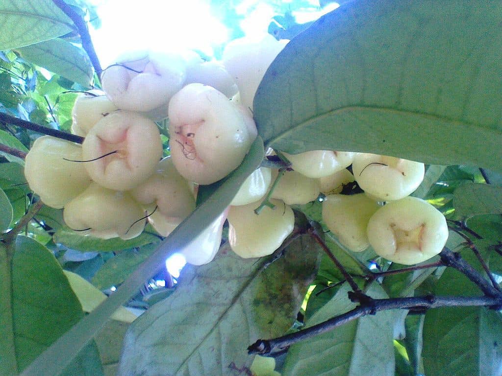 White Jamun Fruits in a Cluster